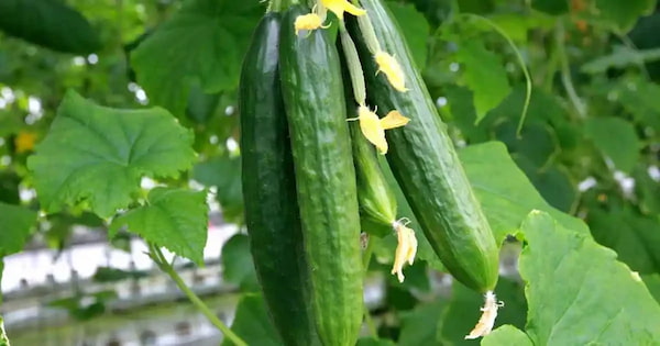 خرید خیار سبز درختی + قیمت فروش استثنایی